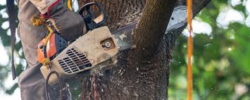 Best Utility Line Clearance  in Bolinas, CA