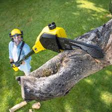 Best Lawn Watering Services  in Bolinas, CA