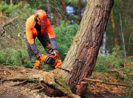 Best Commercial Tree Services  in Bolinas, CA