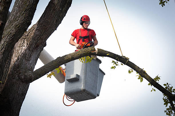 Best Tree Maintenance Programs  in Bolinas, CA