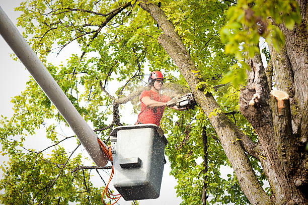Best Fruit Tree Pruning  in Bolinas, CA
