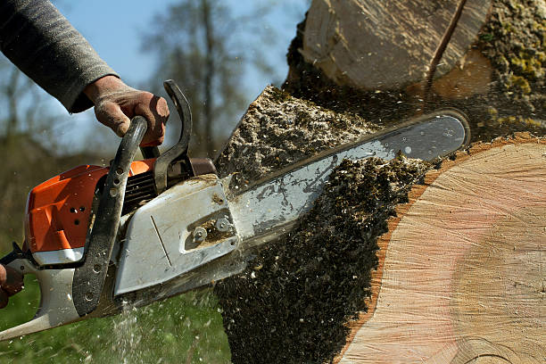 Best Tree Risk Assessment  in Bolinas, CA